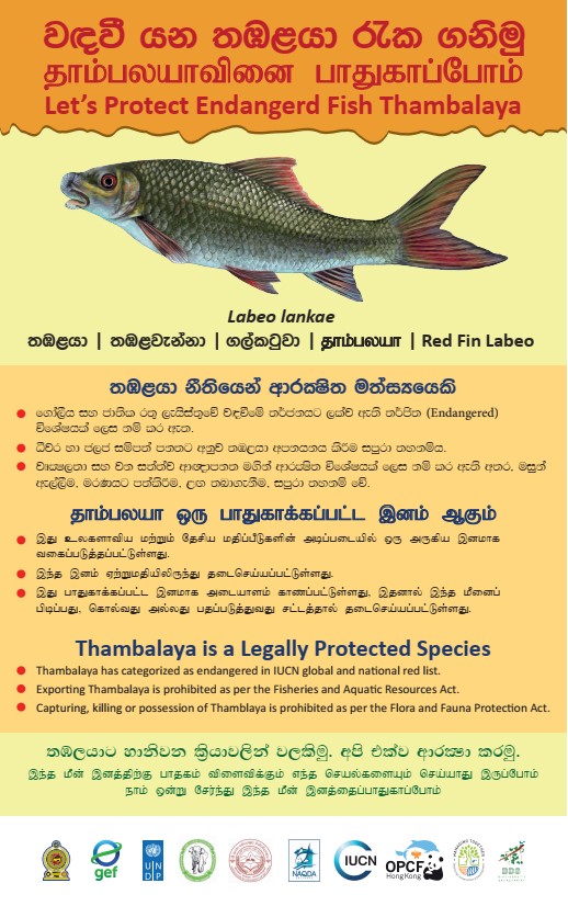 Let s Protect Endangers Fish Thambalaya