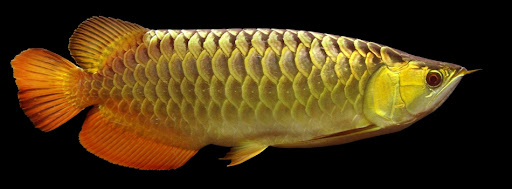Arowana