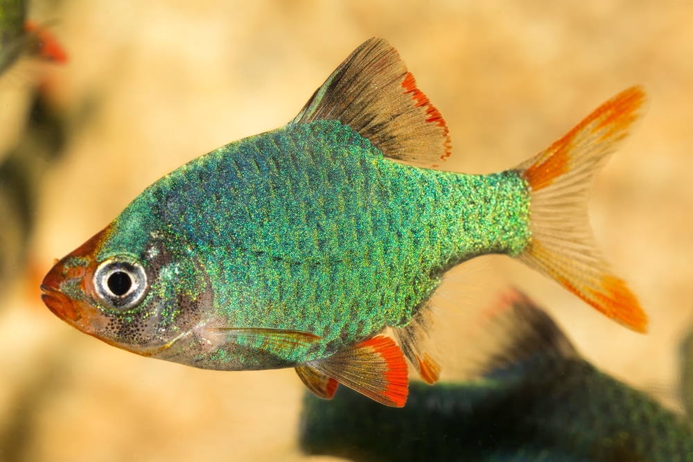 Tiger Barb