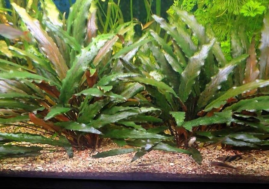 Cryptocoryne