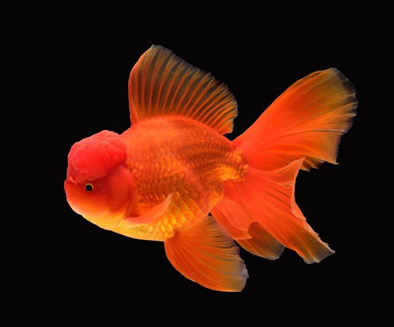 GoldFish