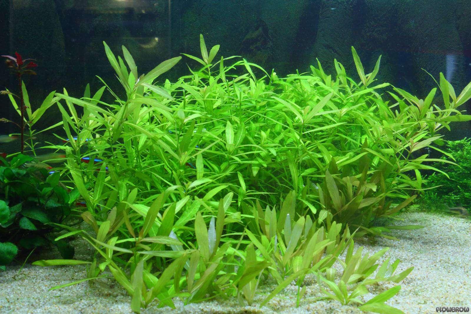 Hygrophila