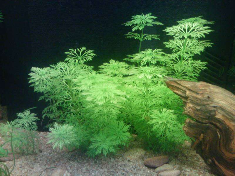 Limnophila