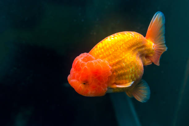Ranchu