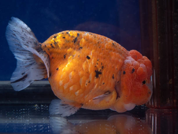 Ranchu
