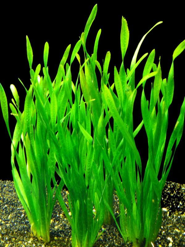 Vallisneria
