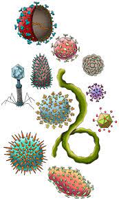 Viruses
