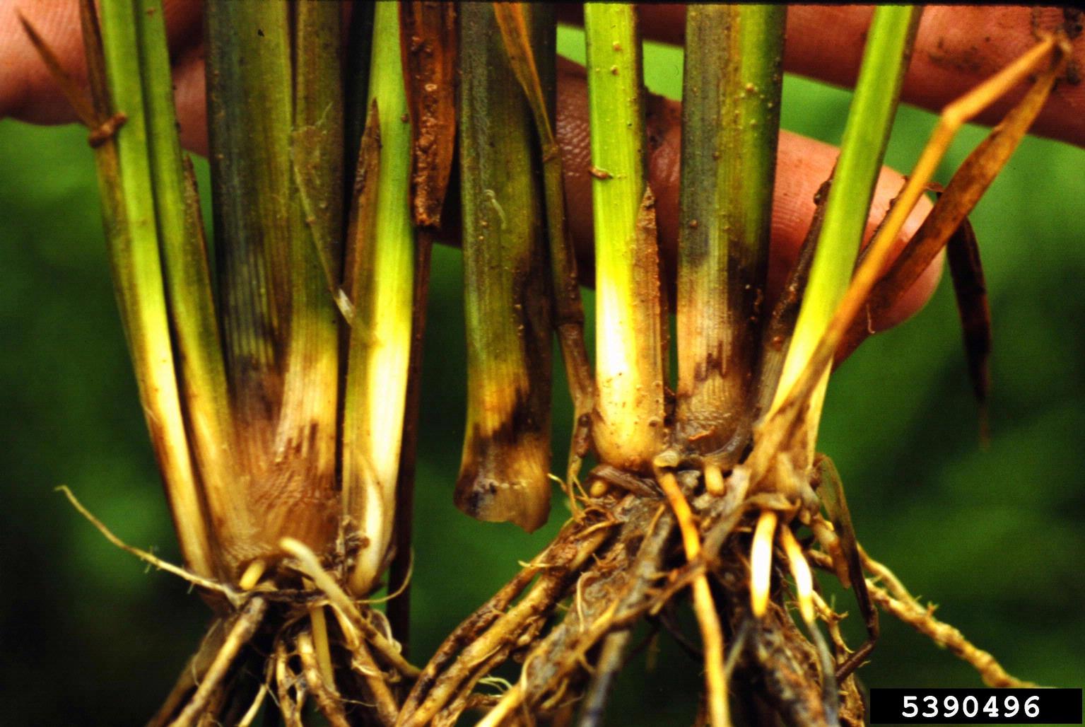 Root Rot and Rhizome Rot