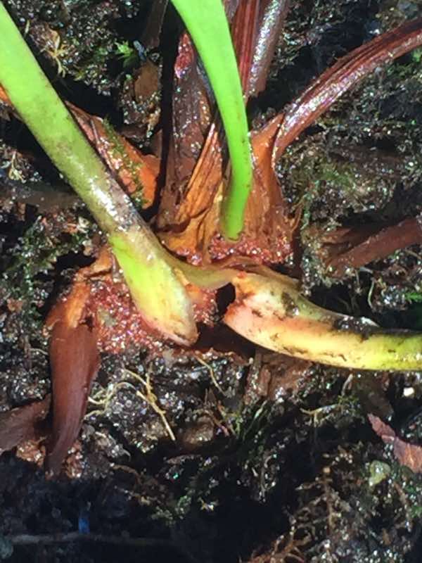 Water Lily Leaf Spot